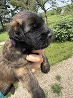 AKC Kirby, a male Soft Coated Wheaten Terrier for sale in Milford, IN – 2 of 5