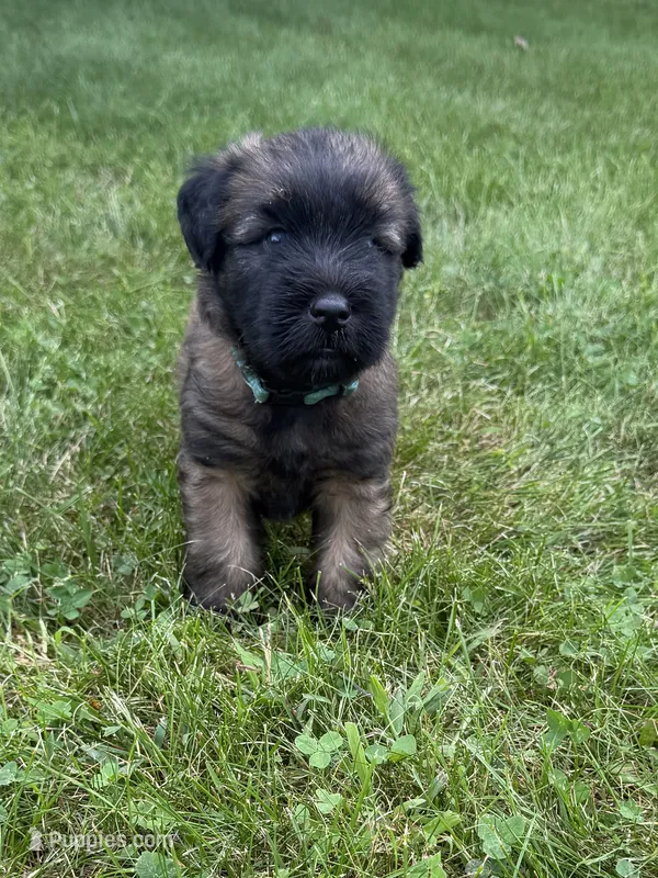 AKC Cooper – Soft Coated Wheaten Terrier puppy for sale in Milford, IN