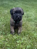 AKC Cooper, a male Soft Coated Wheaten Terrier for sale in Milford, IN – 1 of 5