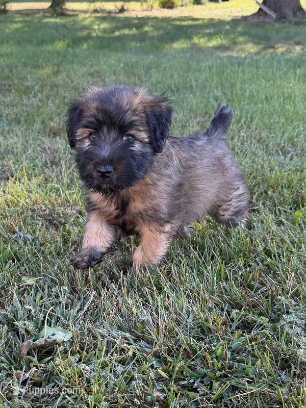 AKC Sarge – Soft Coated Wheaten Terrier puppy for sale in Milford, IN