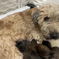 AKC Oliver, a male Soft Coated Wheaten Terrier for sale in Milford, IN – Photo 4 of 5