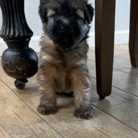 AKC Oliver, a male Soft Coated Wheaten Terrier for sale in Milford, IN – Photo 2 of 5