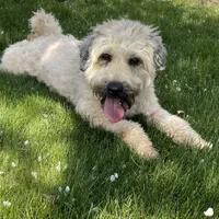 AKC Oliver, a male Soft Coated Wheaten Terrier for sale in Milford, IN – Photo 5 of 5