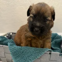 AKC Oliver, a male Soft Coated Wheaten Terrier for sale in Milford, IN – Photo 3 of 5