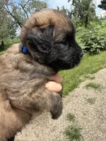 AKC Bo, a male Soft Coated Wheaten Terrier for sale in Milford, IN – 2 of 7