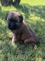 AKC Bella, a female Soft Coated Wheaten Terrier for sale in Milford, IN – 3 of 5