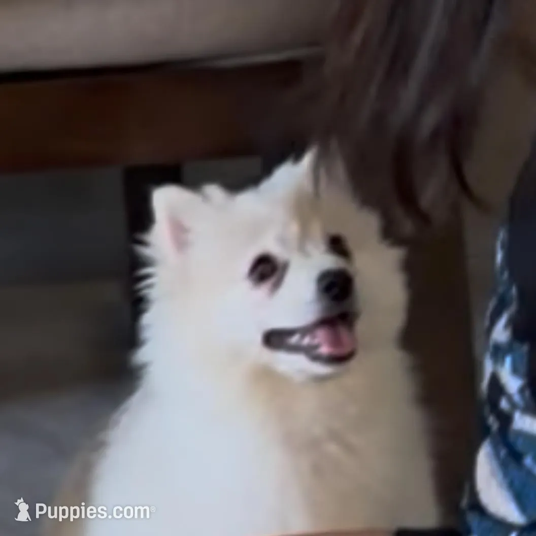 Mimi – Pomeranian puppy for sale in Van Nuys, CA