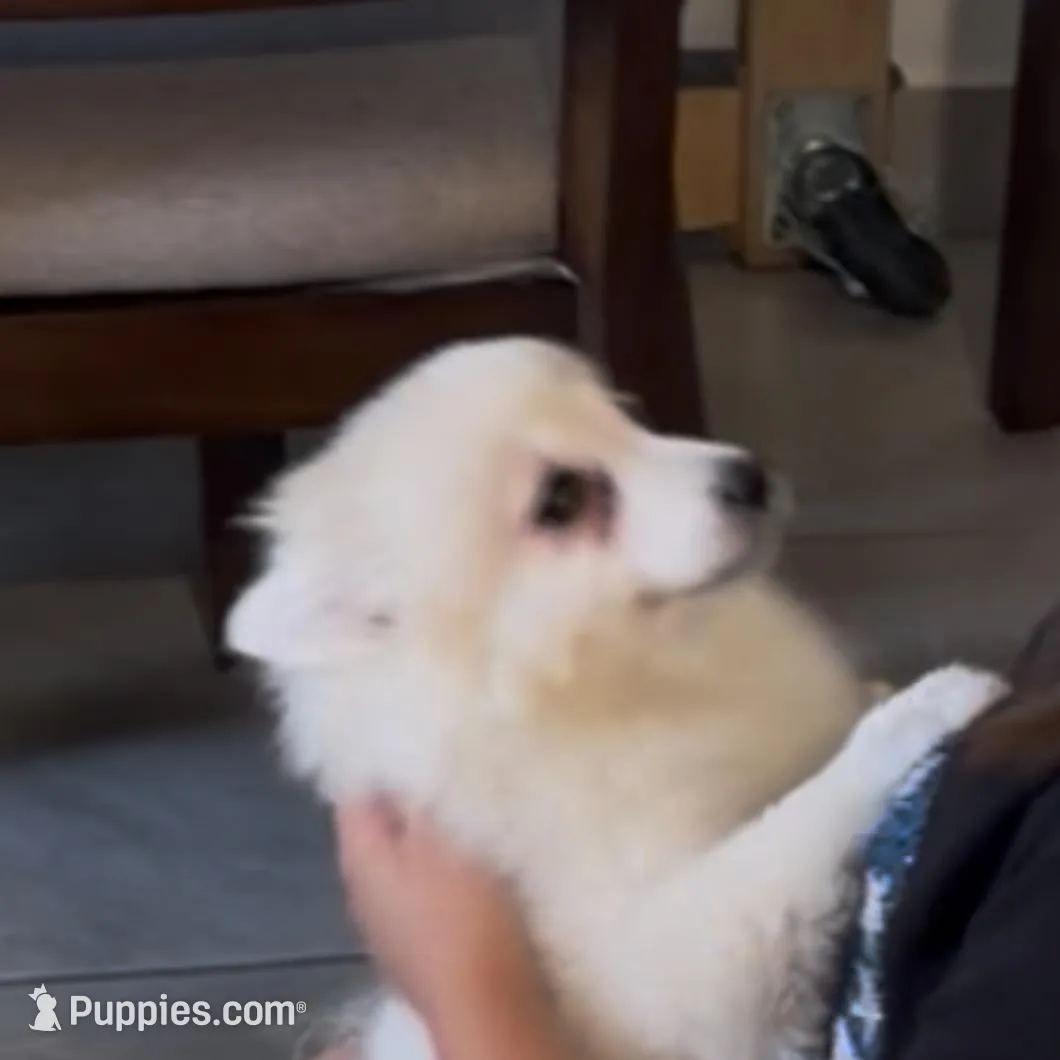 Mimi, a female Pomeranian for sale in Van Nuys, CA – Photo 2 of 3