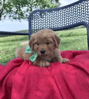 Green girl (Ruby), a female Golden Retriever for sale in Caney, KS – 5 of 5