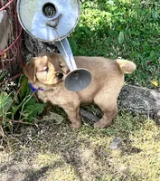 Lyla (Blue girl), a female Golden Retriever for sale in Caney, KS – 3 of 5