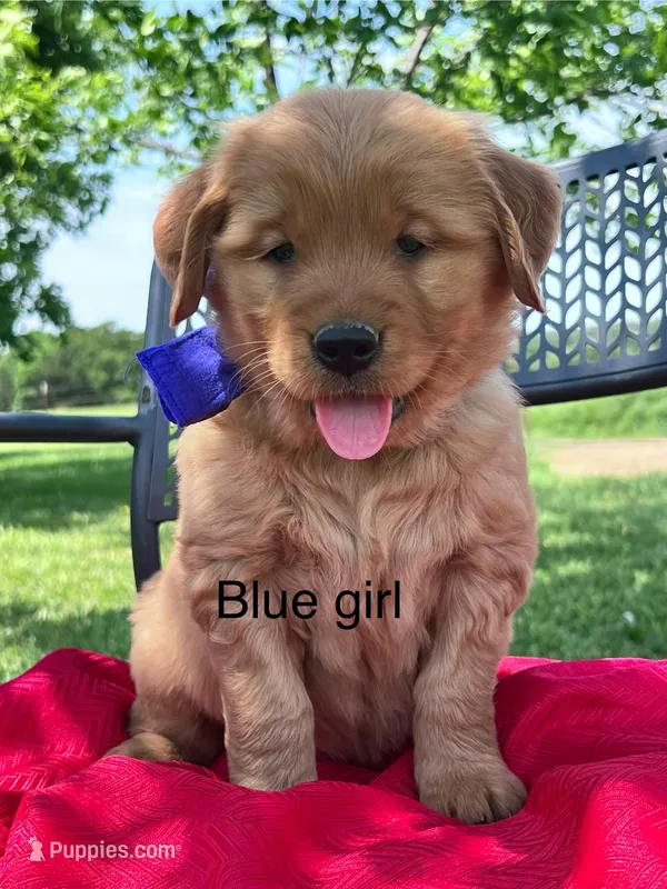 Lyla (Blue girl) – Golden Retriever puppy for sale in Caney, KS