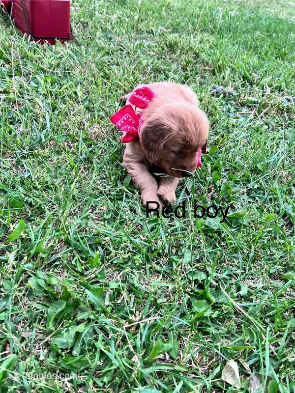 Red boy (Ben) – Golden Retriever puppy for sale in Caney, KS