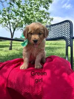 Green girl (Ruby), a female Golden Retriever for sale in Caney, KS – 2 of 5