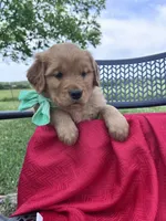 Green girl (Ruby), a female Golden Retriever for sale in Caney, KS – 4 of 5