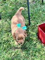 Green girl (Ruby), a female Golden Retriever for sale in Caney, KS – 3 of 5