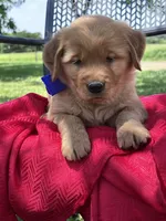 Lyla (Blue girl), a female Golden Retriever for sale in Caney, KS – 4 of 5