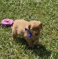 Lyla (Blue girl), a female Golden Retriever for sale in Caney, KS – 5 of 5