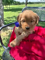 Lyla (Blue girl), a female Golden Retriever for sale in Caney, KS – 2 of 5