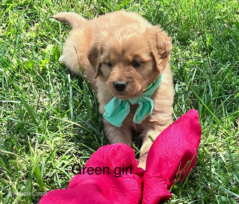 Green girl (Ruby) – Golden Retriever puppy for sale in Caney, KS