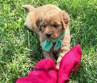 Green girl (Ruby), a female Golden Retriever for sale in Caney, KS – 1 of 5