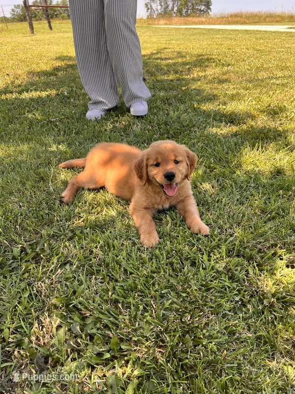 Green girl (Ruby) – Golden Retriever puppy for sale in Caney, KS