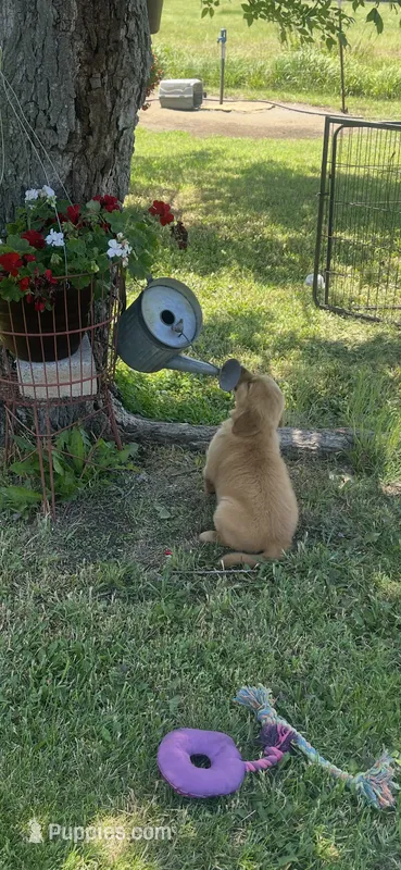 Green girl (Ruby) – Golden Retriever puppy for sale in Caney, KS