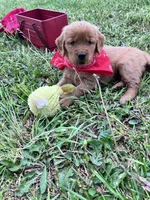 Red boy (Ben), a male Golden Retriever for sale in Caney, KS – 2 of 2