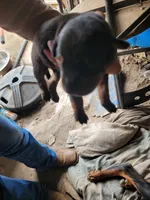 No name, a male Doberman Pinscher for sale in Sacramento, CA – Photo 2 of 2