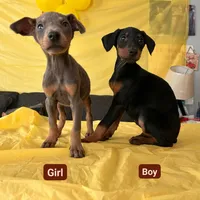 No name, a female Doberman Pinscher for sale in Sacramento, CA – Photo 4 of 6