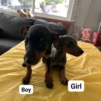 No name, a female Doberman Pinscher for sale in Sacramento, CA – Photo 2 of 6
