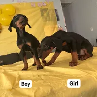 No name, a female Doberman Pinscher for sale in Sacramento, CA – Photo 6 of 6