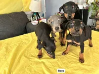No name, a female Doberman Pinscher for sale in Sacramento, CA – Photo 1 of 6