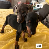 No name, a female Doberman Pinscher for sale in Sacramento, CA – Photo 5 of 6