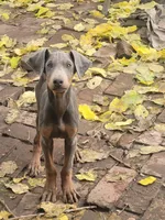 No name, a female Doberman Pinscher for sale in Sacramento, CA – Photo 1 of 4