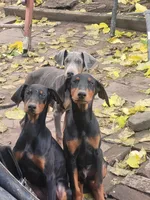 No name, a female Doberman Pinscher for sale in Sacramento, CA – Photo 4 of 4