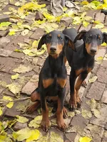 No name, a female Doberman Pinscher for sale in Sacramento, CA – Photo 3 of 4