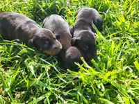 No name, a male Doberman Pinscher for sale in Sacramento, CA – Photo 1 of 4