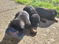 No name, a male Doberman Pinscher for sale in Sacramento, CA – Photo 2 of 4