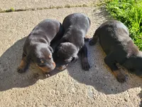 No name, a male Doberman Pinscher for sale in Sacramento, CA – Photo 3 of 4