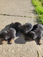 No name, a male Doberman Pinscher for sale in Sacramento, CA – Photo 4 of 4