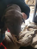 No name, a female Doberman Pinscher for sale in Sacramento, CA – Photo 3 of 4