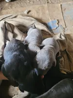 No name, a female Doberman Pinscher for sale in Sacramento, CA – Photo 4 of 4