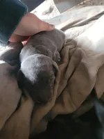 No name, a female Doberman Pinscher for sale in Sacramento, CA – Photo 1 of 4