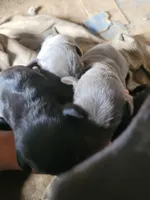 No name, a female Doberman Pinscher for sale in Sacramento, CA – Photo 2 of 4