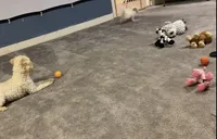 processed/0bea18ed-5858-4976-b57c-5c366132a3c5/facility/9bd9ff28-f984-4123-928a-126d593a83db