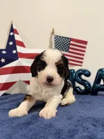 Yankee, a male Cavapoo for sale in Lagrange, IN – 6 of 7