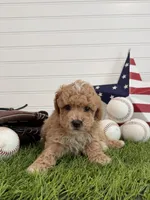 Rookie, a male Cavapoo for sale in Lagrange, IN – 2 of 6