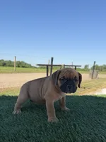 Molly, a female Olde English Bulldogge for sale in Lagrange, IN – 2 of 5