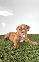 Nate, a female Olde English Bulldogge for sale in Lagrange, IN – 4 of 4