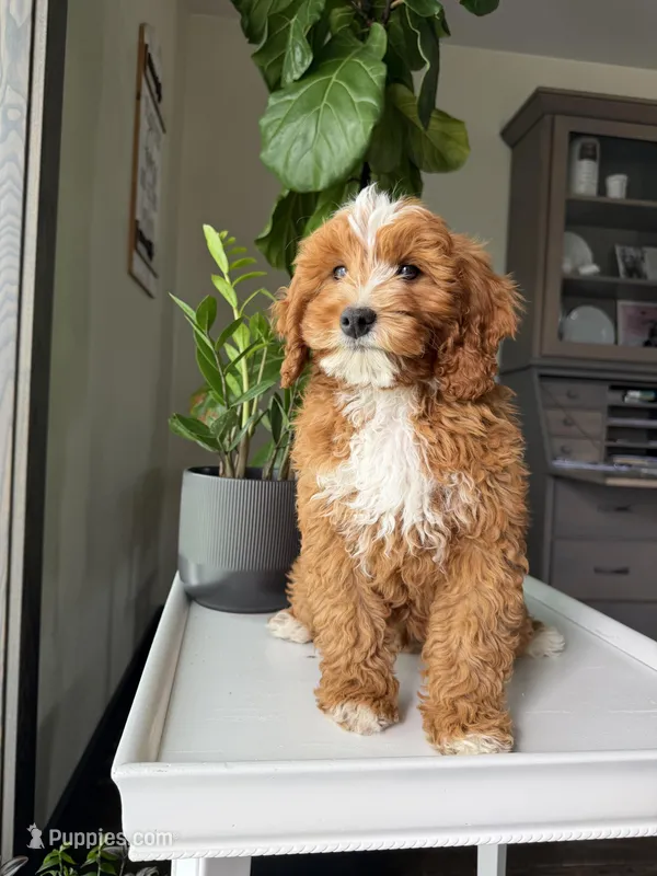 Guss – Cavapoo puppy for sale in Lagrange, IN